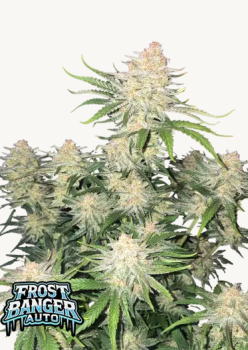 Samen 3x Frostbanger Automatik Fast Buds